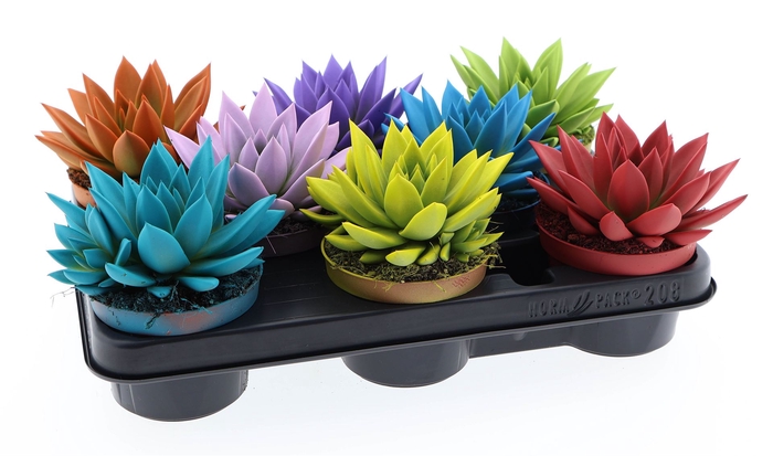 <h4>Echeveria  'Miranda'</h4>
