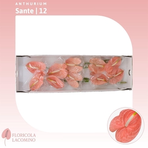 Anthurium Sante Royal