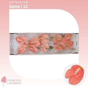 Anthurium Sante Royal