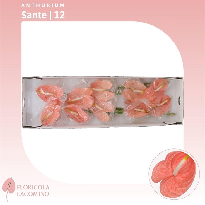 <h4>Anthurium Sante Royal</h4>