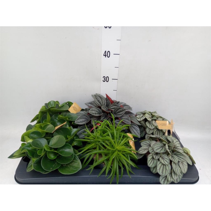 <h4>Peperomia   ...mix</h4>