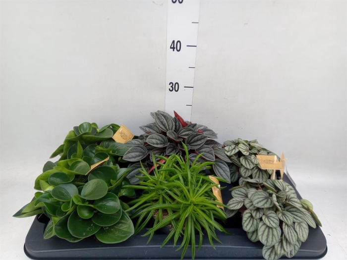 <h4>Peperomia ...mix</h4>