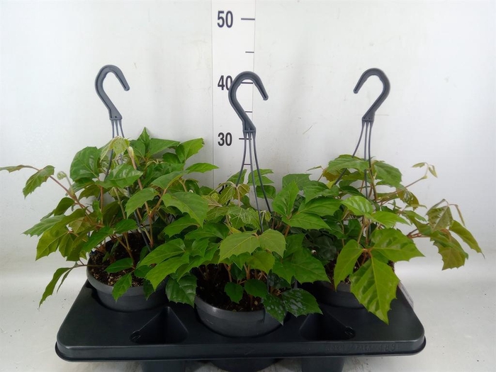<h4>Cissus rhombifolia</h4>