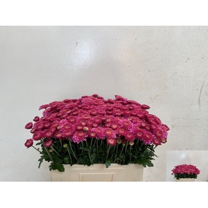CHR T BLENDA PURPER