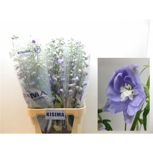 Delph Du Mag F Lavendel