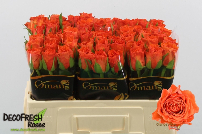 <h4>R GR ORANGE WAVE</h4>