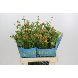 Ranunculus Butterfly Vestalis