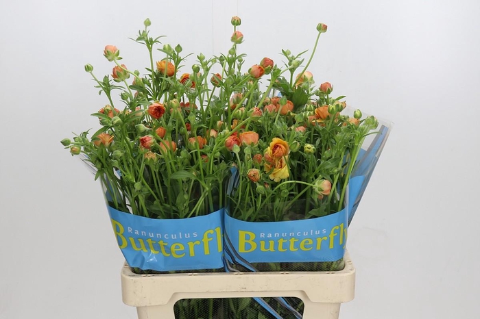 <h4>Ranunculus Butterfly Vestalis</h4>