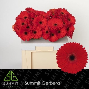 Gerbera Blinddate