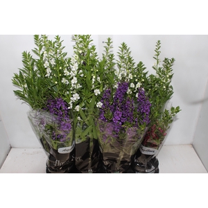 ANGELONIA P14 VARIADO