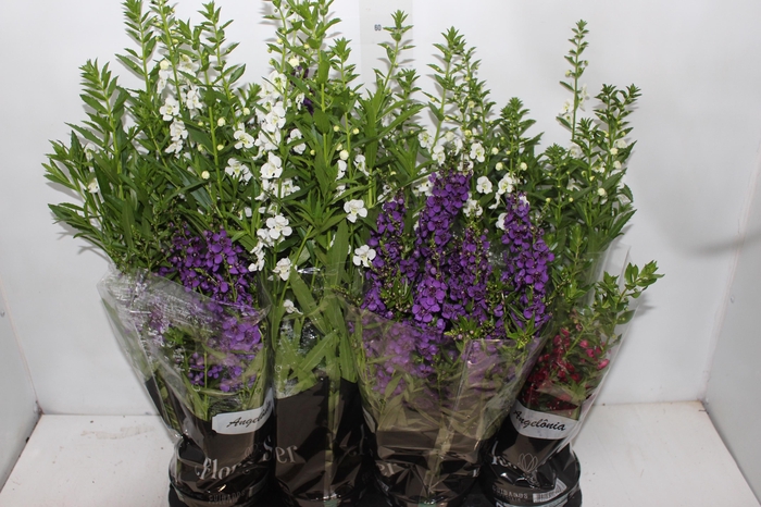 <h4>ANGELONIA P14 VARIADO</h4>