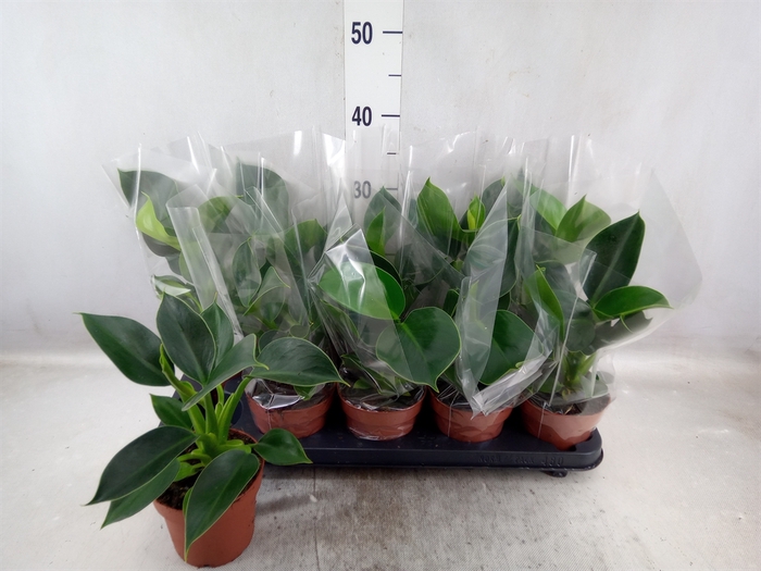 <h4>Philodendron  'Green Princess'</h4>