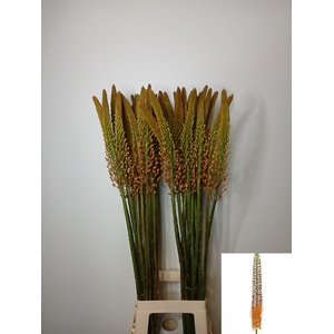 EREMURUS FLASH DANCE