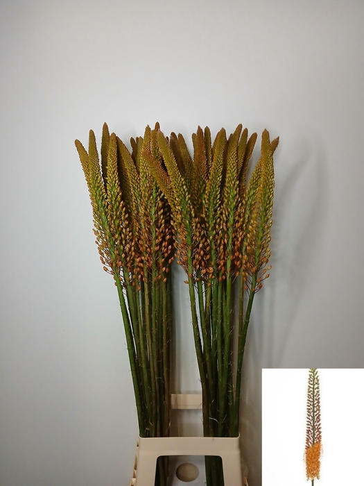 <h4>EREMURUS FLASH DANCE</h4>