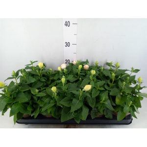 Platycodon grand. 'Astra Pink'