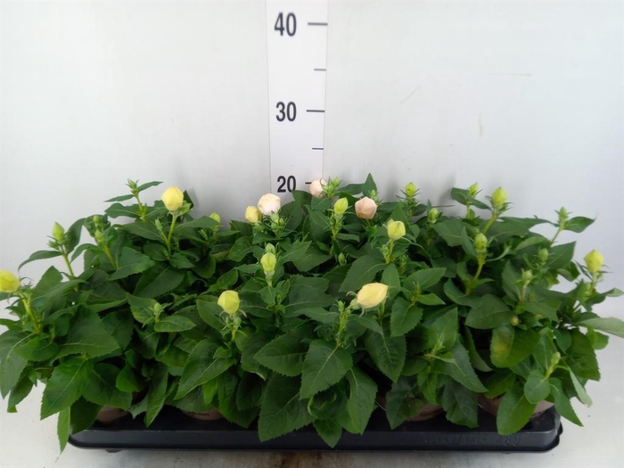 <h4>Platycodon grand. 'Astra Pink'</h4>
