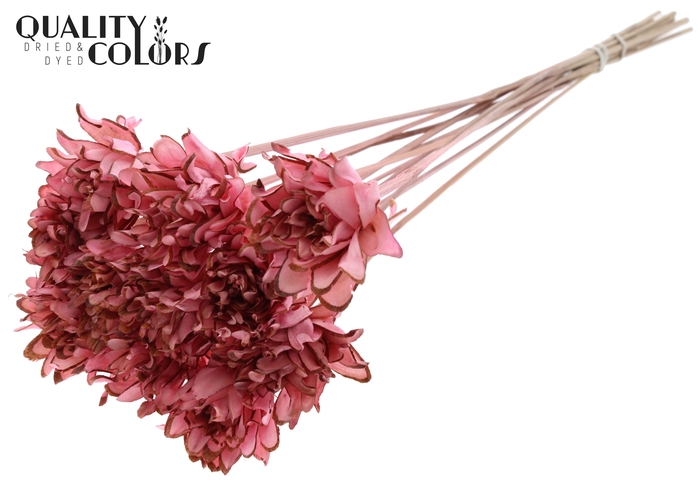 Shola Slice Pine 6cm on stem Light Pink