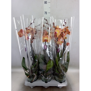Phalaenopsis   ...