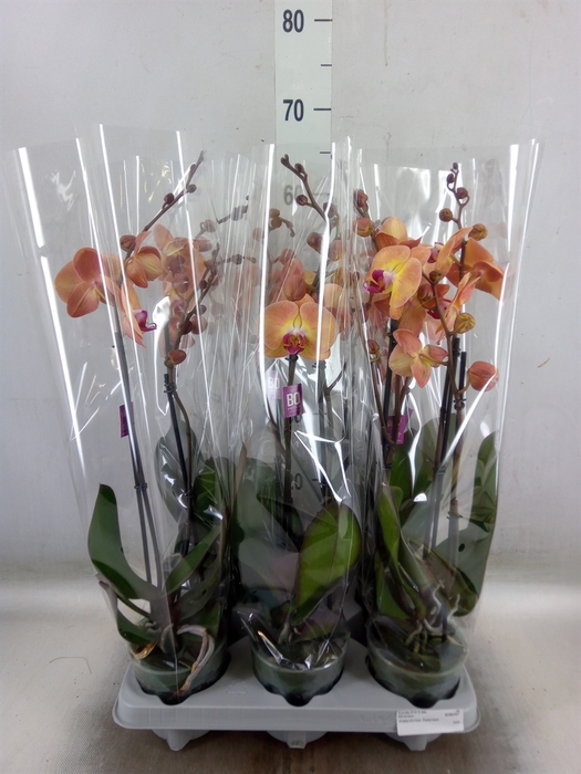 <h4>Phalaenopsis   ...</h4>