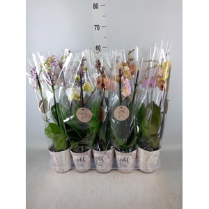Phalaenopsis   ...mix