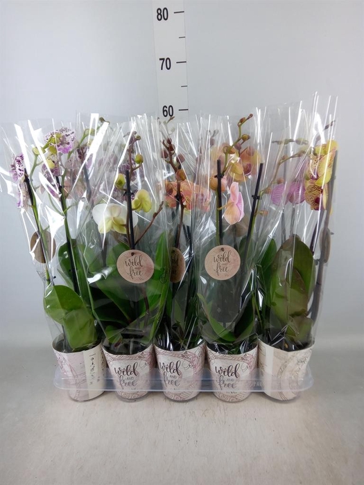 <h4>Phalaenopsis   ...mix</h4>