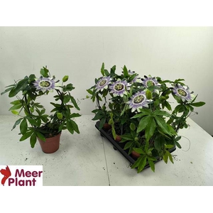 PASSIFLORA CAERULEA P12