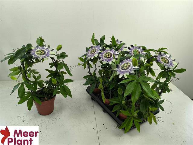 <h4>PASSIFLORA CAERULEA P12</h4>