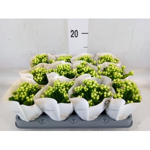 Kalanchoe  'MoreFlow Paris'