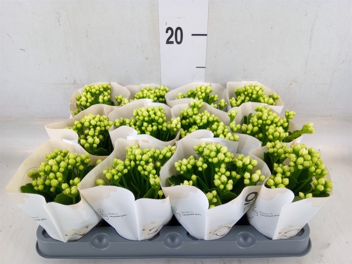 <h4>Kalanchoe  'MoreFlow Paris'</h4>