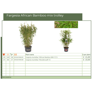 Fargesia African Bamboo mix trolley (MG26054)