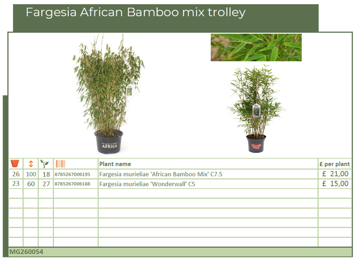 <h4>Fargesia African Bamboo mix trolley (MG26054)</h4>