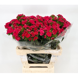 Di Barb Sweet Will Coral 60cm