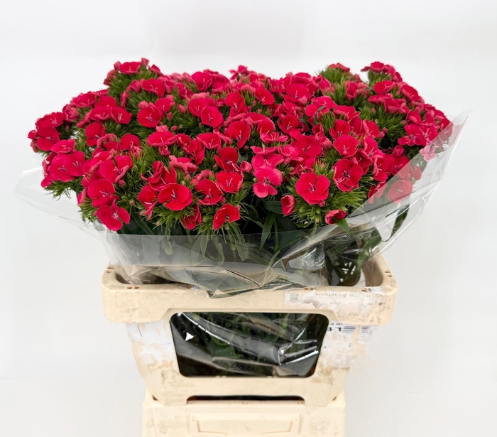 <h4>Di Barb Sweet Will Coral 60cm</h4>