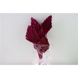 Dried Palm Spear 10pc Cerise Bunch