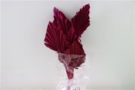 Dried Palm Spear 10pc Cerise Bunch