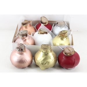 arr4 Amaryllis CM - Wax MIX