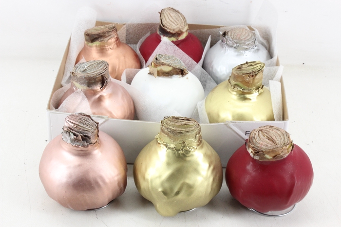 <h4>arr4 Amaryllis CM - Wax MIX</h4>