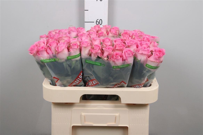 <h4>R Gr Revival</h4>