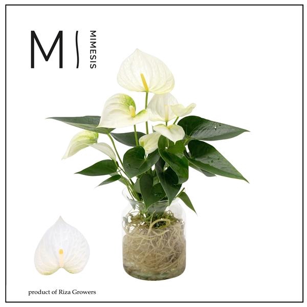 <h4>Anthurium Anthedesia White</h4>