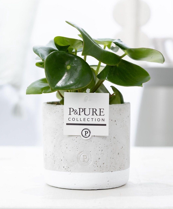 <h4>Peperomia Raindrop in P&PURE Jade ceramics</h4>