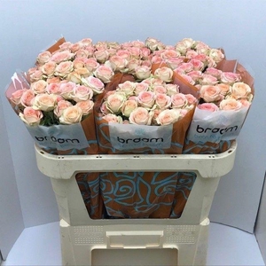 Rosa TR 'Azore' BRAAM