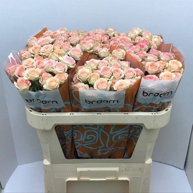 <h4>Rosa TR 'Azore' BRAAM</h4>