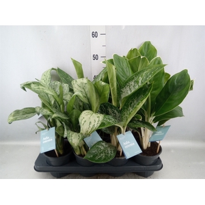 Aglaonema   ...mix