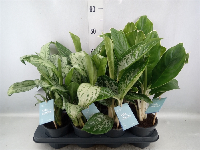 <h4>Aglaonema   ...mix</h4>