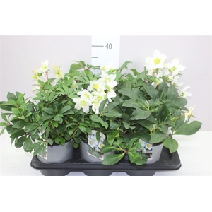 Helleborus Ni Mon Blanc