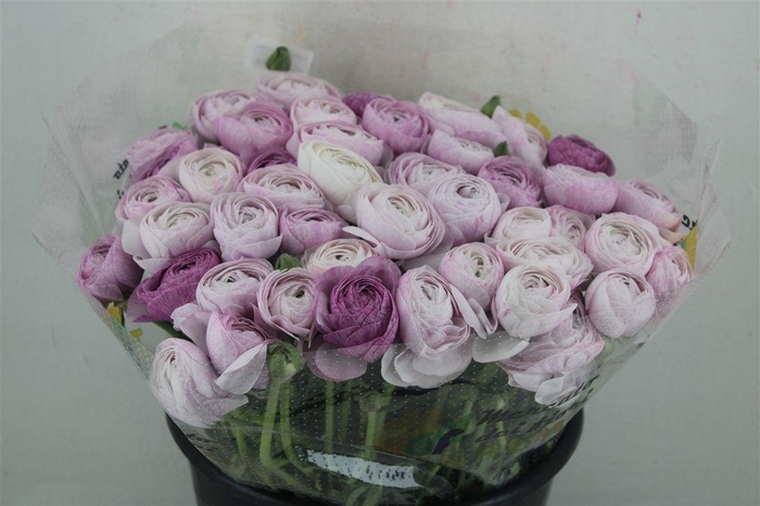 <h4>Ran Cloni Ex Nebbia</h4>