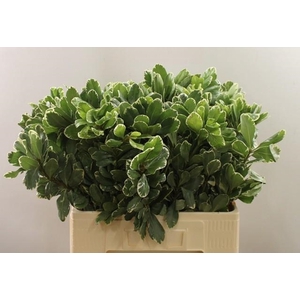 PITTOSPORUM ILAN