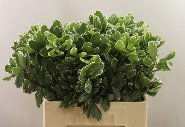 <h4>PITTOSPORUM ILAN</h4>