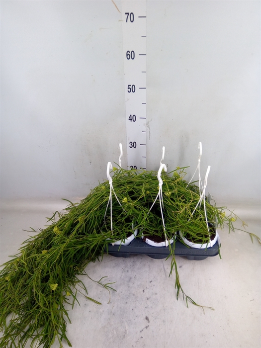 <h4>Hoya linearis</h4>