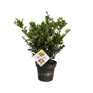 Ilex crenata 'Dark Green' bush 15-20cm